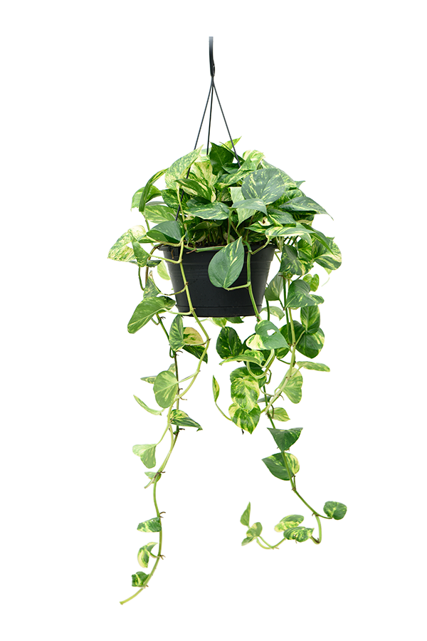 Scindapsus (Epipremnum) Aureum