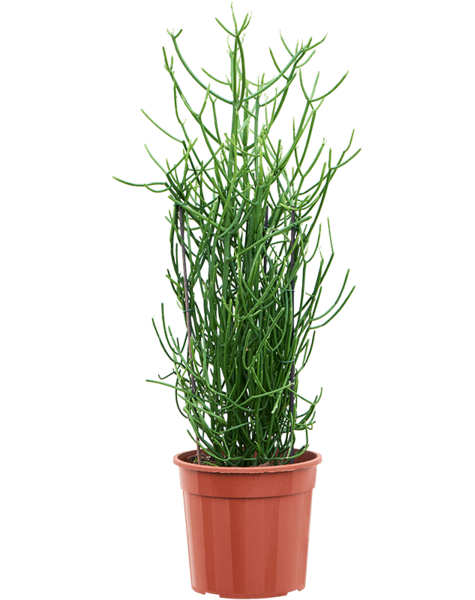 Euphorbia