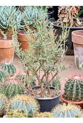 Cylindropuntia leptocaulis