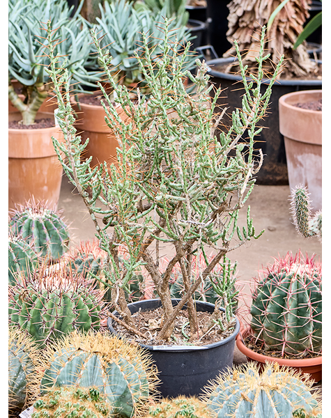 Cylindropuntia