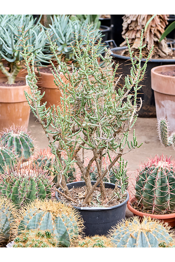 Cylindropuntia leptocaulis