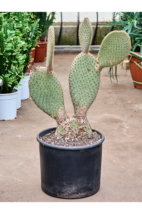 Opuntia Pailana
