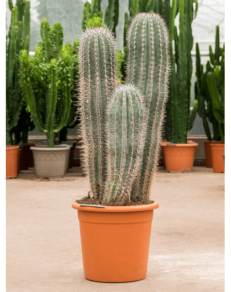 Pachycereus