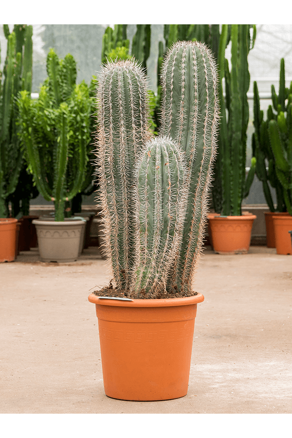 Pachycereus pringlei