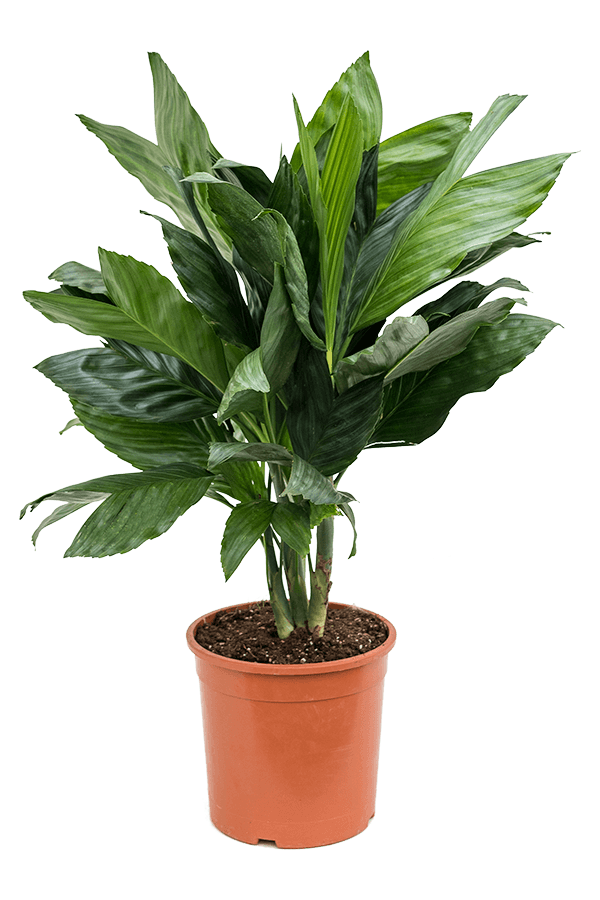 Chamaedorea Metallica