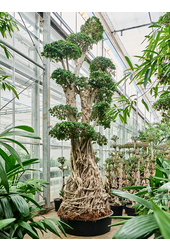 Ficus microcarpa compacta