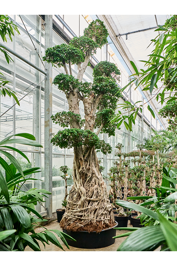 Ficus microcarpa compacta