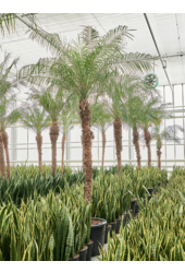 Phoenix Roebelenii (470-500)