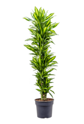 Dracaena Fragrans Cintho