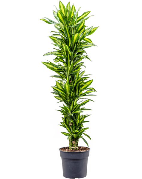 Dracaena