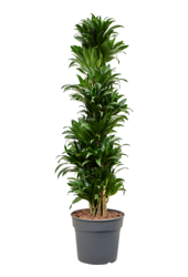 Dracaena Fragrans Compacta