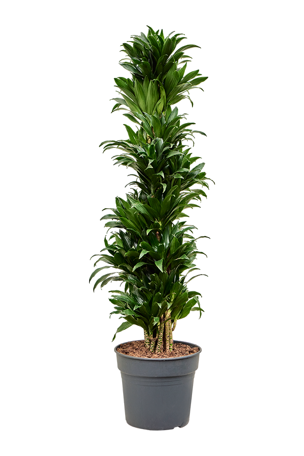 Dracaena Fragrans Compacta