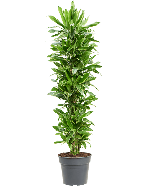 Dracaena