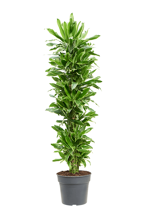 Dracaena Fragrans Goldene Küste