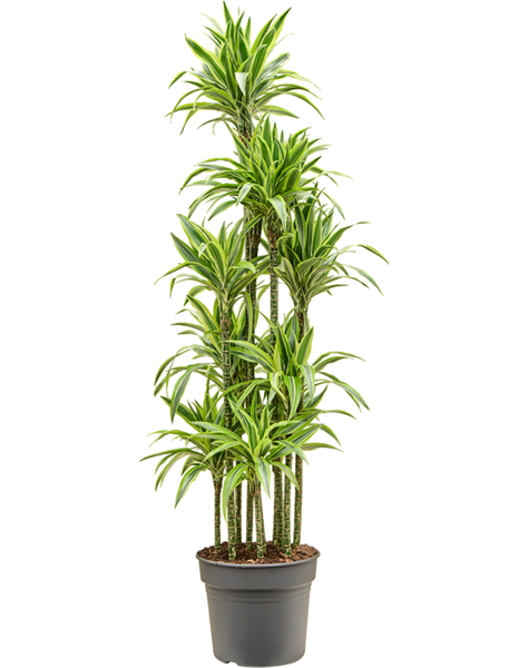 Dracaena