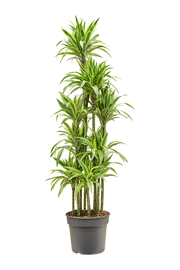 Dracaena Fragrans Zitrone-Limette