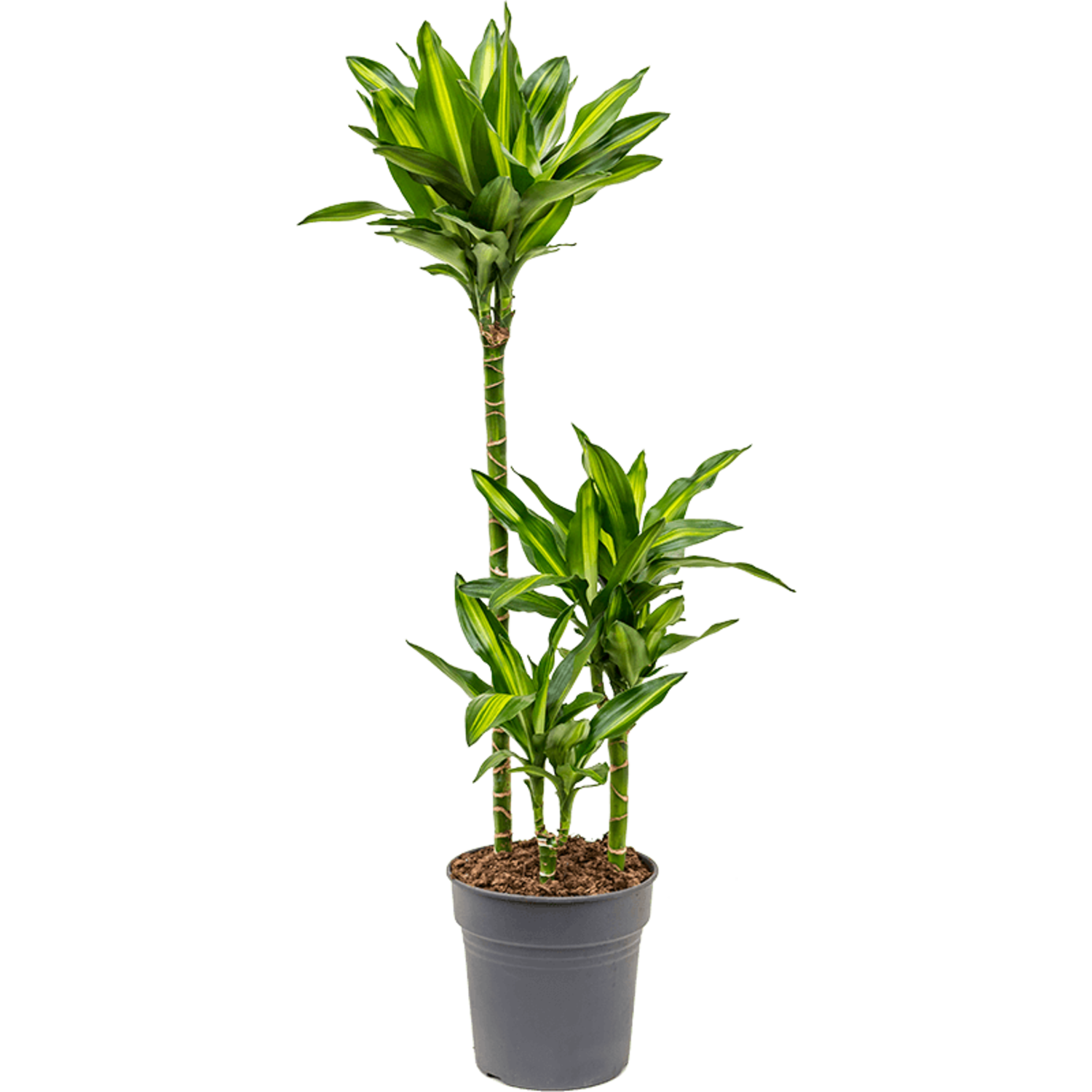 Dracaena Fragrans Cintho | Schnelle Lieferung | Fleurdirect -  www.fleurdirect.com