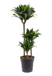 Dracaena Fragrans Compacta