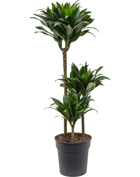 Dracaena
