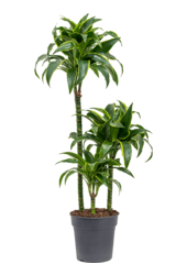 Dracaena Fragrans Dorado