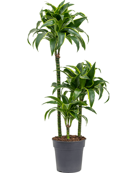 Dracaena