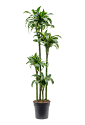 Dracaena Fragrans Dorado