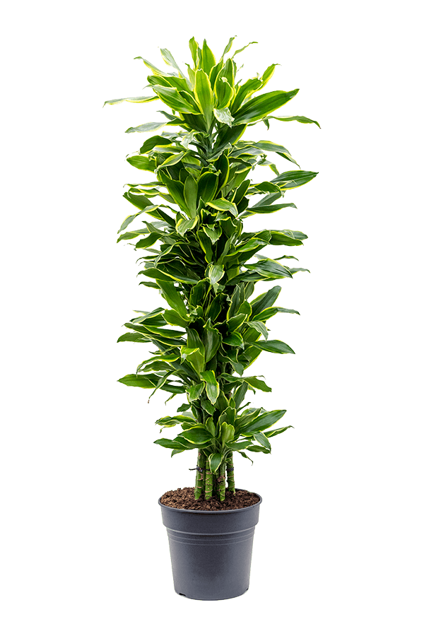 Dracaena Fragrans Goldene Küste