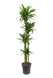 Dracaena Fragrans Janet Craig
