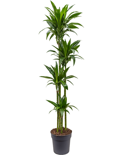 Dracaena