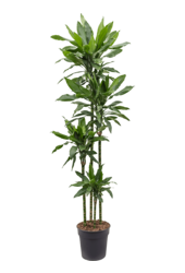 Dracaena Fragrans Janet Lind