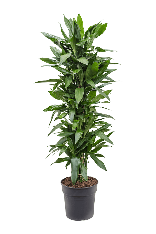 Dracaena Fragrans Janet Lind