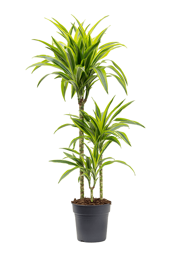Dracaena Fragrans Zitrone-Limette
