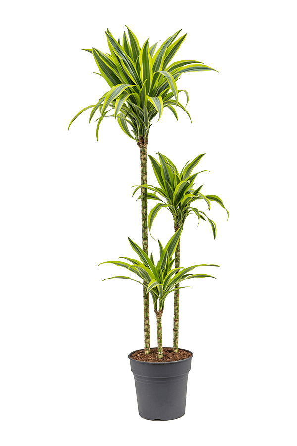 Dracaena Fragrans Zitrone-Limette