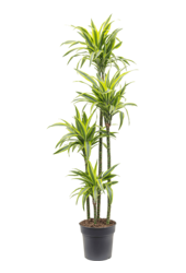 Dracaena Fragrans Zitrone-Limette