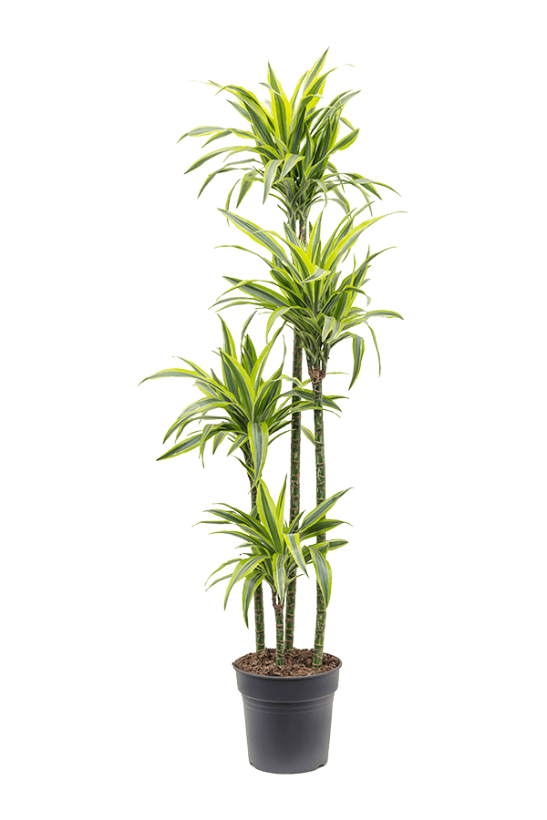 Dracaena Fragrans Zitrone-Limette