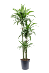 Dracaena Fragrans Ulises