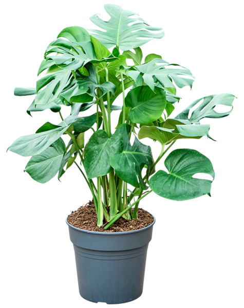 Monstera