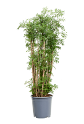 Aralia (Polyscias) Ming