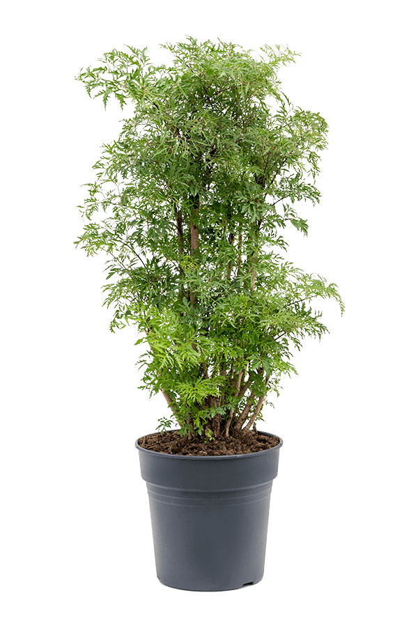 Aralia (Polyscias) Ming