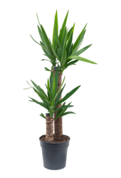Yucca Elephantipes
