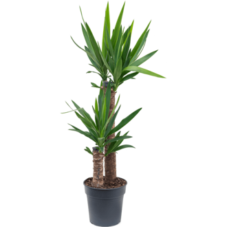 Yucca Elephantipes | Schnelle Lieferung | Fleurdirect - www
