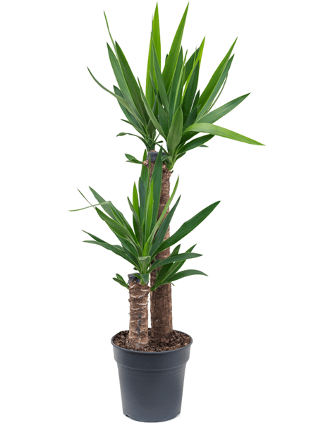 Yucca