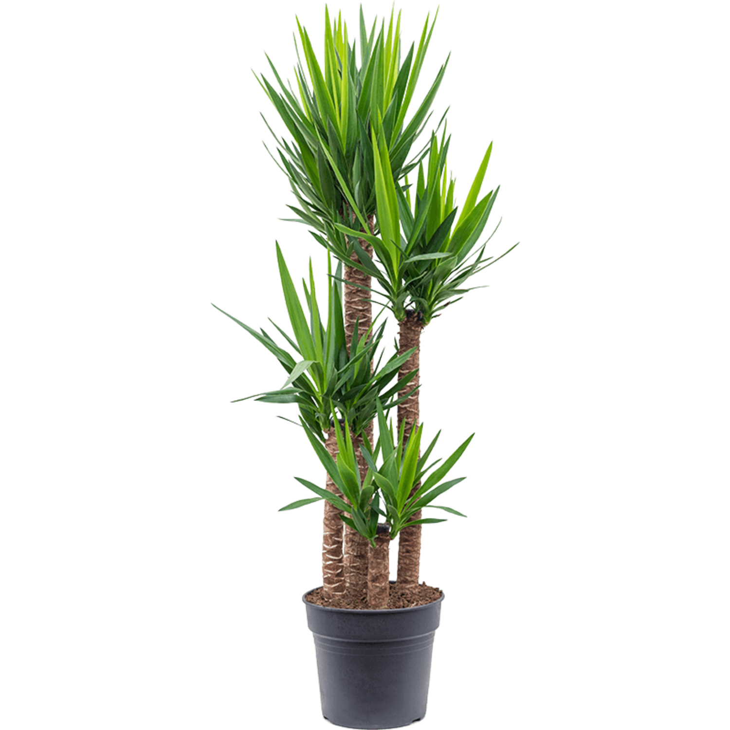 Yucca Elephantipes | Schnelle Lieferung | Fleurdirect - www
