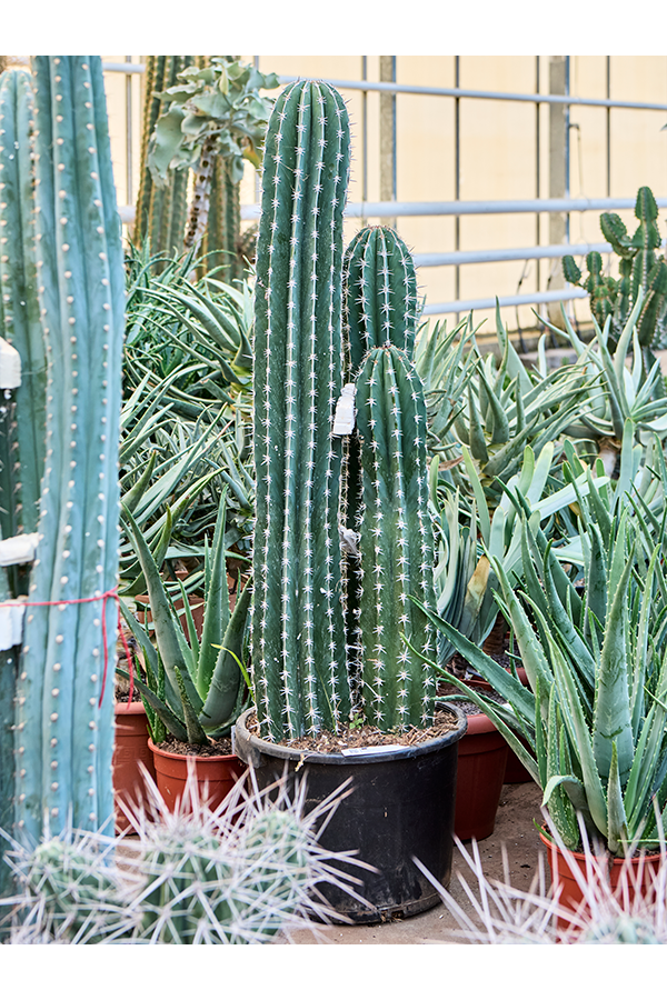 Pachycereus Pecten Aboriginum (190-230)