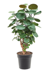 Aralia (Polyscias) Fabian