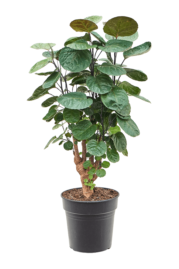 Aralia (Polyscias) Fabian