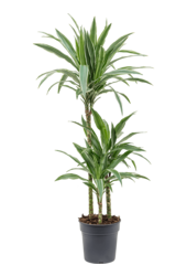 Dracaena Deremensis Warneckei