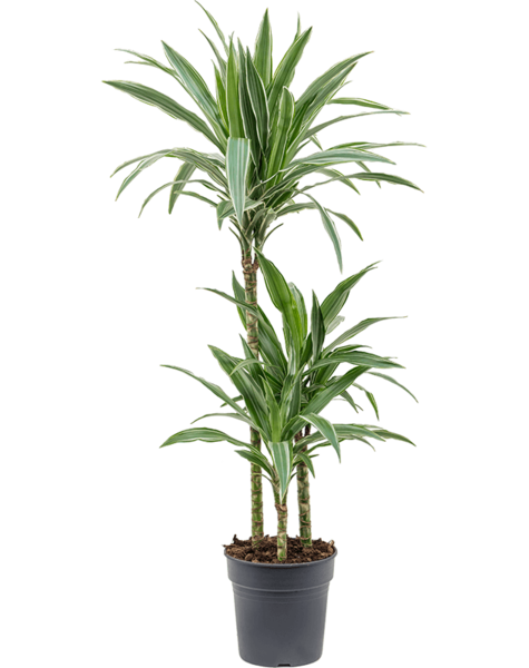 Dracaena