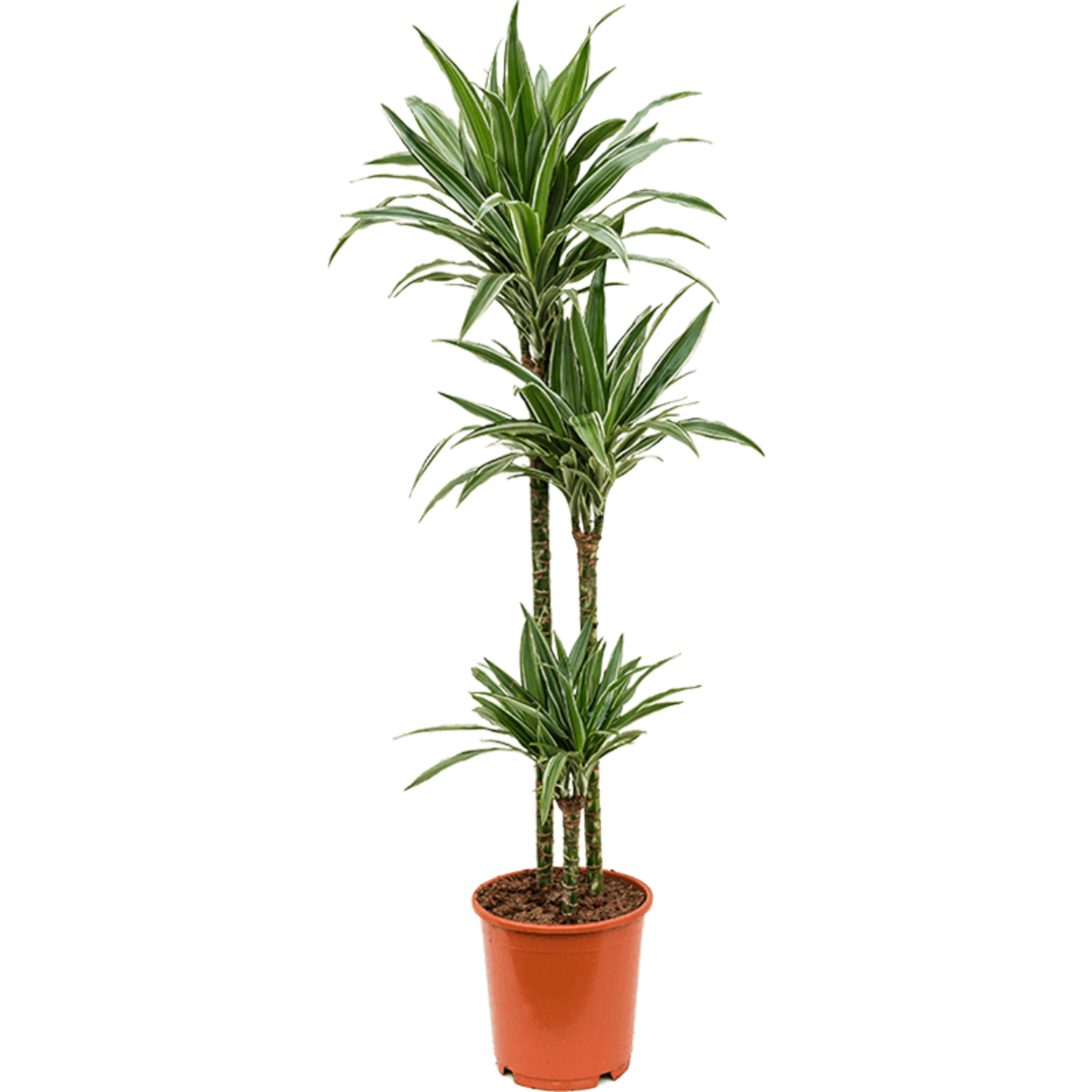 Dracaena Deremensis Warneckei | Schnelle Lieferung | Fleurdirect -  www.fleurdirect.com