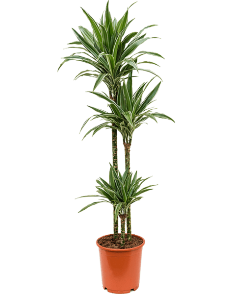 Dracaena